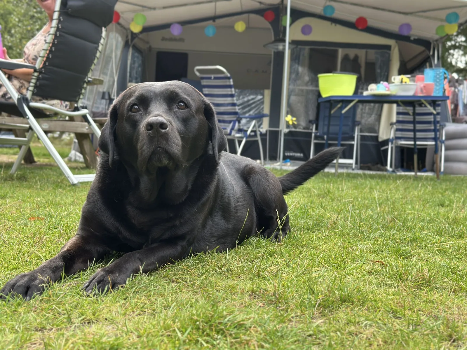 Basis kampeerplaats met Hond