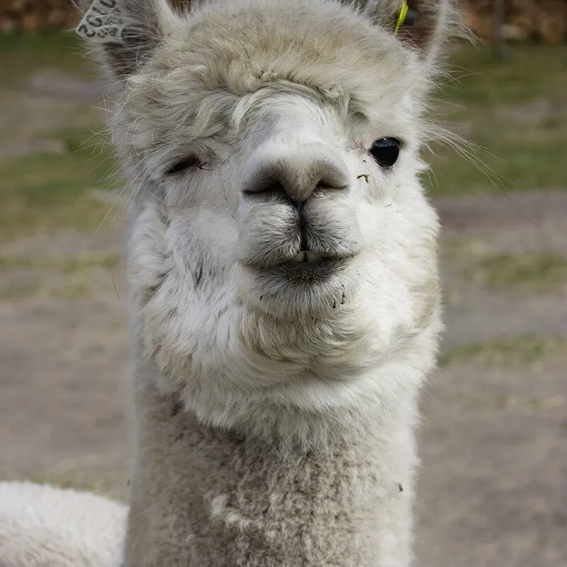 Alpacawandeling