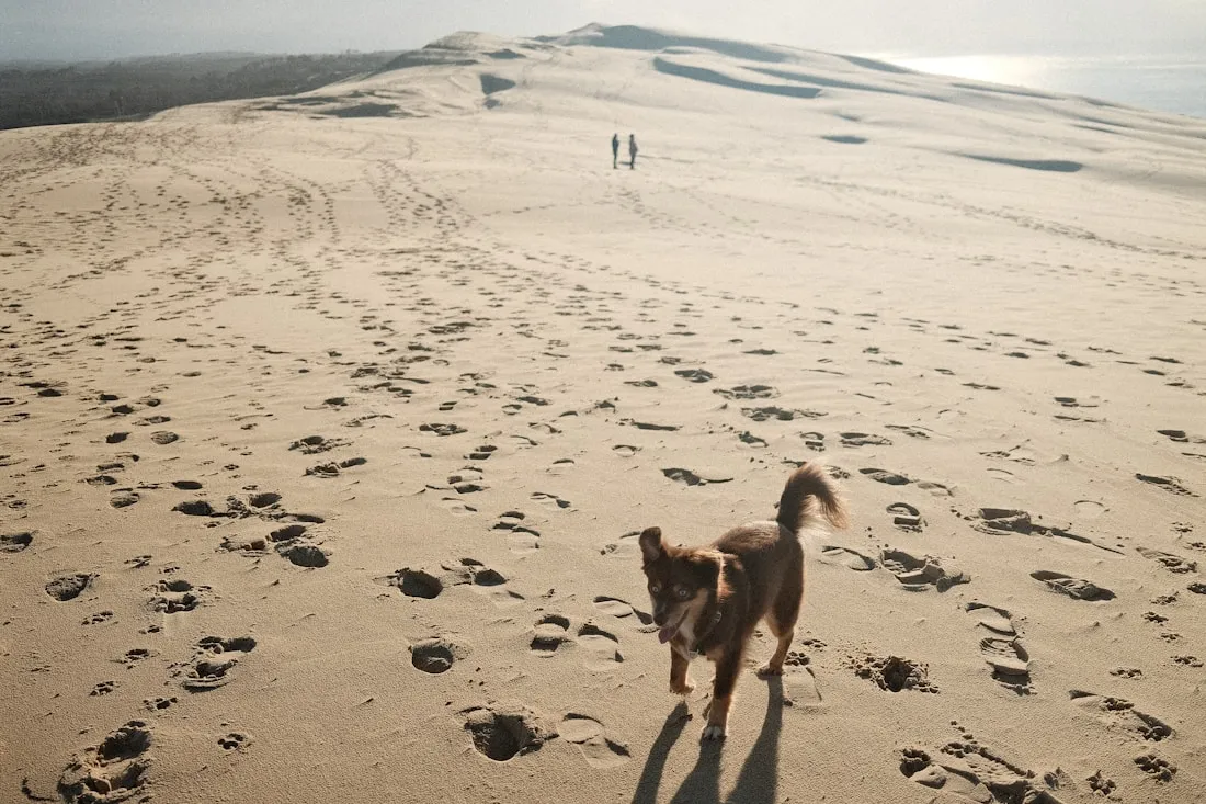 Hond loopt door de duinen bij een vakantiepark aan zee in Zeeland of op Texel