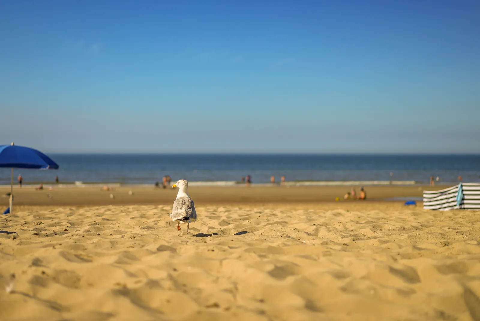 Noordzee Resort Vlissingen — foto 11