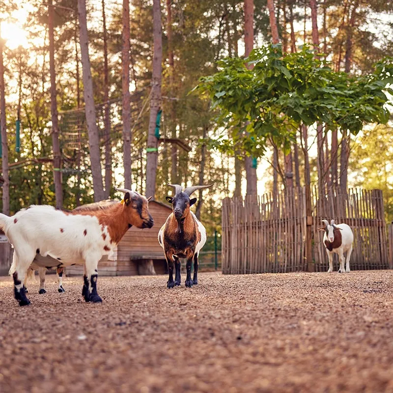 Geitenboerderij