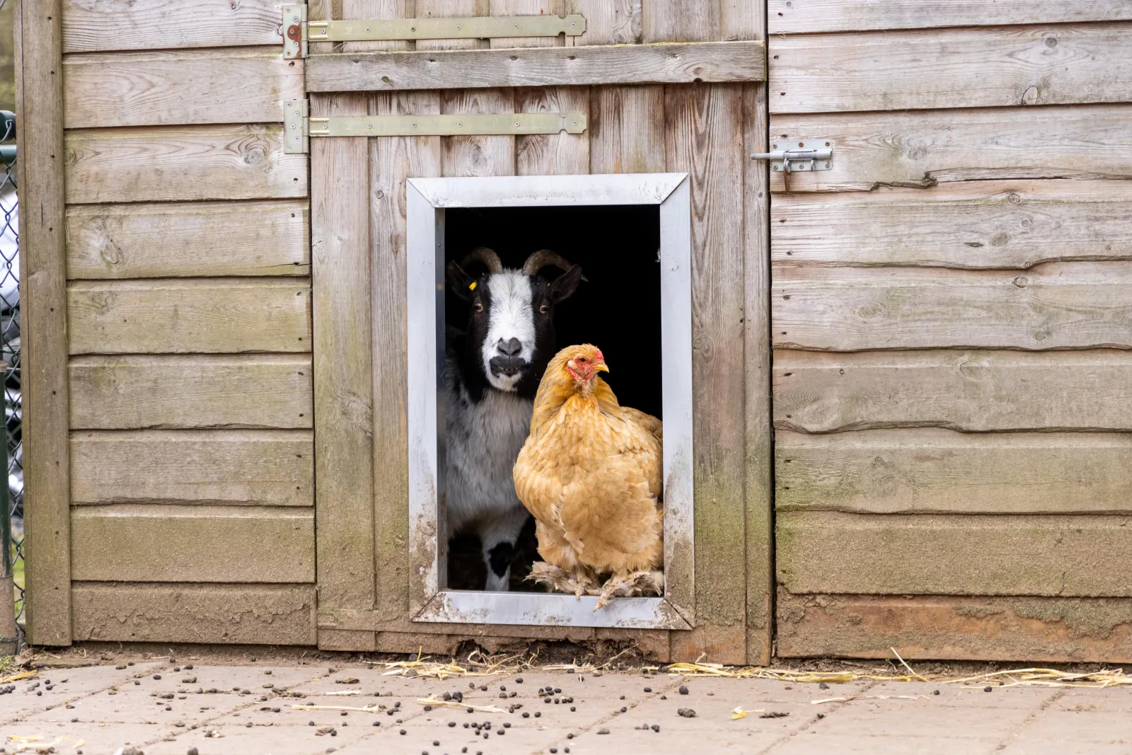 De Veluwse Hoevegaerde — foto 14