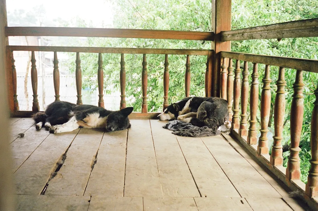 Twee honden ontspannen op de veranda van een vakantiehuisje