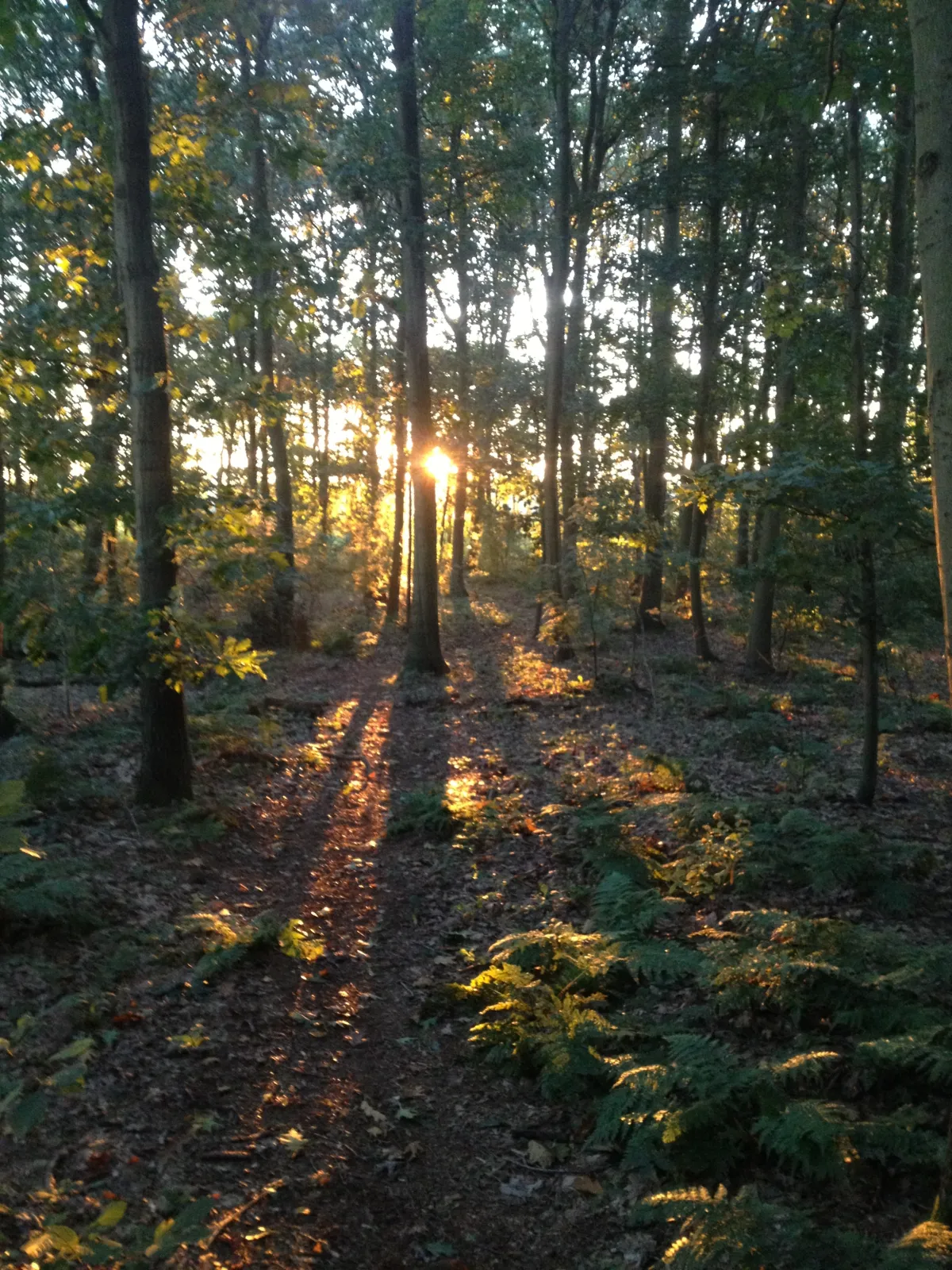 Bungalowpark Het Drentse Wold — foto 12
