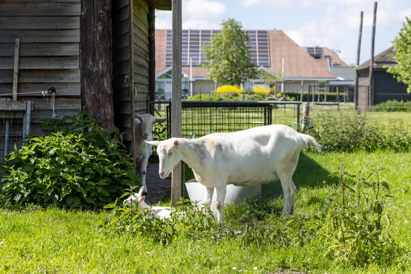 Vakantiepark It Wiid — foto 14