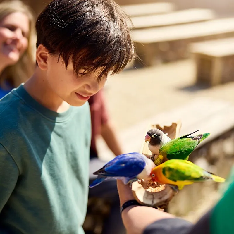 Ontdek de Vogels