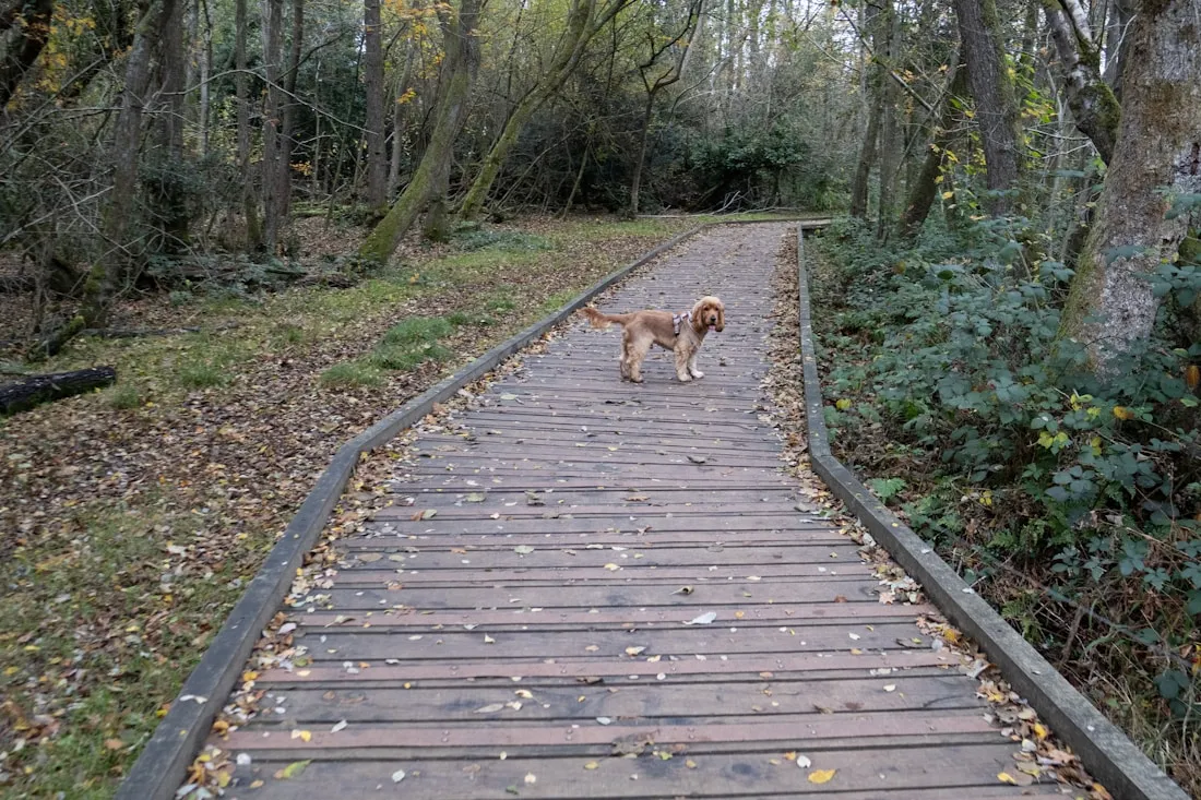 Hond op een wandelpad door het bos, zoals op de Veluwe