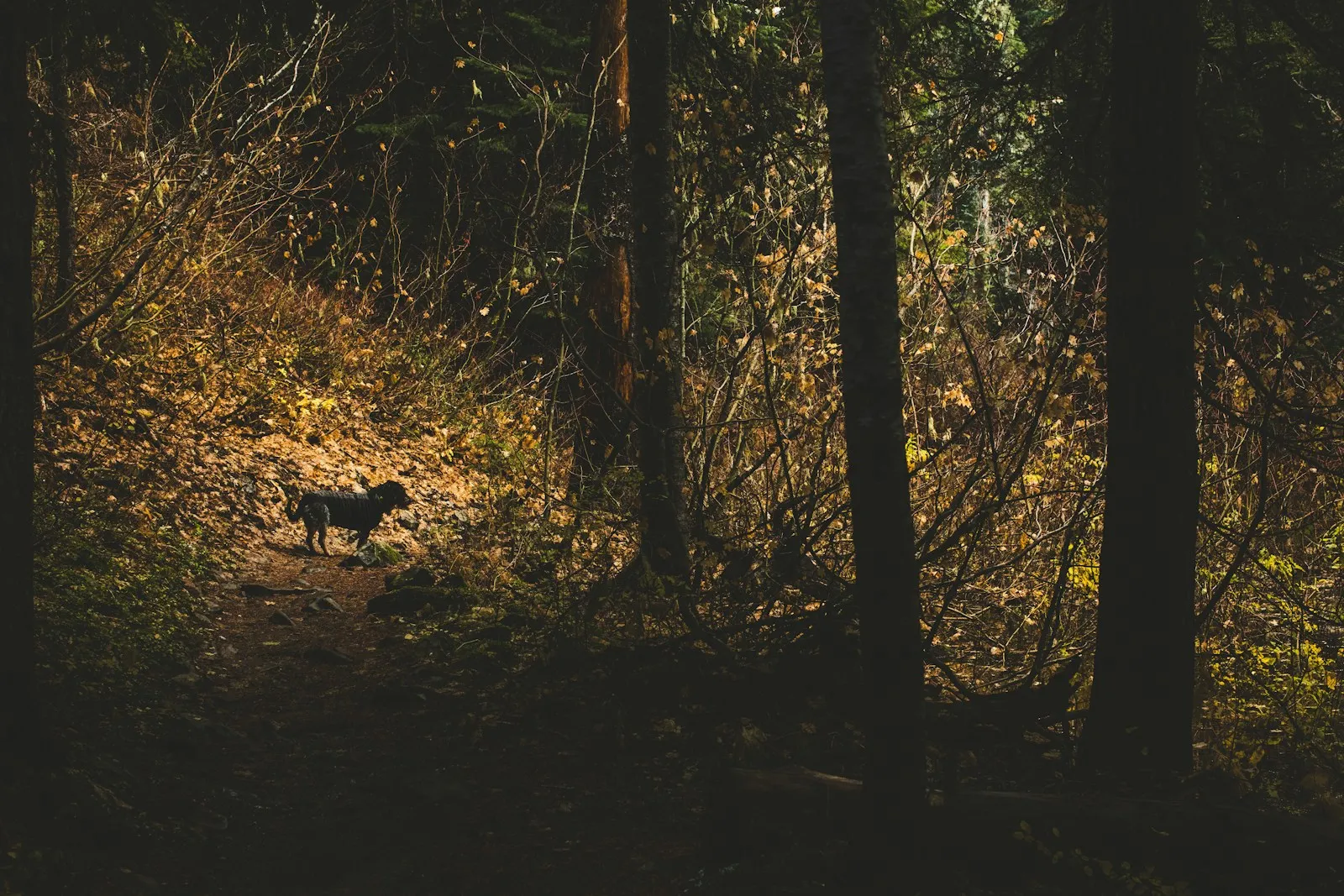 Hond wandelt over een bospad — veel hondvriendelijke vakantieparken liggen in bos- en natuurgebied